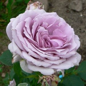 Rosa 'The Scotsman™' - lila - teahibrid rózsa