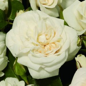 Rosa 'Prague ™' - fehér - virágágyi floribunda rózsa