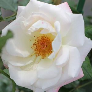 Rosa 'Eisprinzessin ®' - fehér - virágágyi floribunda rózsa