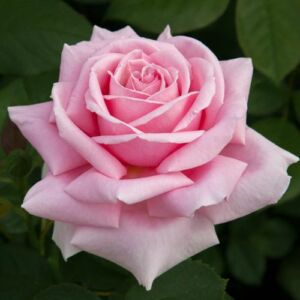 Rosa 'Frederic Mistral ®' - rózsaszín - teahibrid rózsa