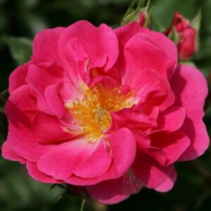 Rosa 'Bad Wörishofen ®' - rózsaszín - virágágyi floribunda rózsa
