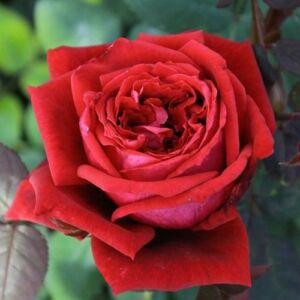Rosa 'Botero® Gpt.' - vörös - climber, futó rózsa