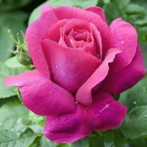 Rosa 'Caprice de Meilland ®' - rózsaszín - teahibrid rózsa