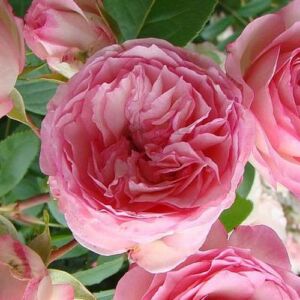 Rosa 'Mini Pierre de Ronsard® Gpt' - rózsaszín - climber, futó rózsa