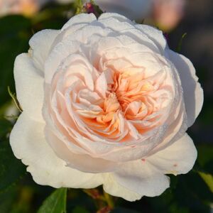 Rosa 'Sabrina ®' - rózsaszín - climber, futó rózsa