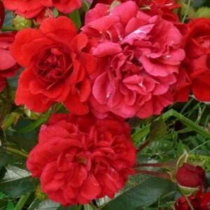 Rosa 'Hello®' - piros - talajtakaró rózsa