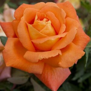 Rosa 'Louis De Funes®' - narancssárga - teahibrid rózsa