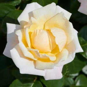 Rosa 'Baroniet Rosendal™' - fehér - virágágyi floribunda rózsa