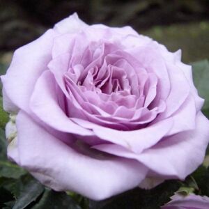 Rosa 'Sandra™' - lila - nosztalgia rózsa
