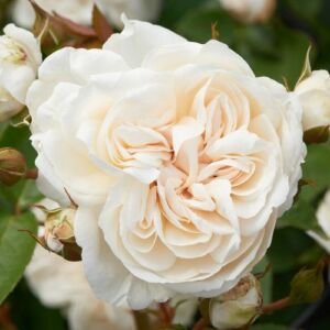 Rosa 'Eisa ™' - fehér - climber, futó rózsa