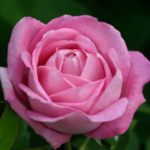 Rosa 'Mrs. John Laing' - rózsaszín - történelmi - perpetual hibrid rózsa
