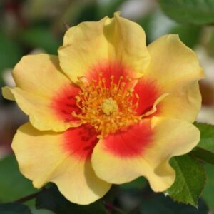 Rosa 'Eye of the Tiger' - sárga - virágágyi floribunda rózsa