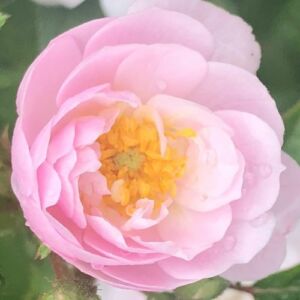 Rosa 'Little Rambler' - rózsaszín - climber, futó rózsa