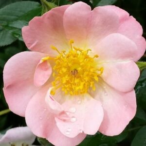 Rosa 'Open Arms' - rózsaszín - climber, futó rózsa
