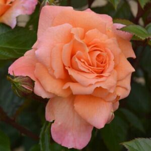 Rosa 'Scent From Heaven' - narancssárga - climber, futó rózsa