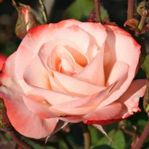 Rosa 'Auf die Freundschaft ®' - fehér - piros - virágágyi floribunda rózsa