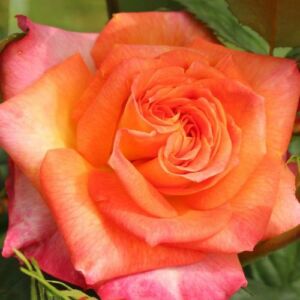 Rosa 'Feurio ®' - narancssága - rózsaszín - virágágyi floribunda rózsa