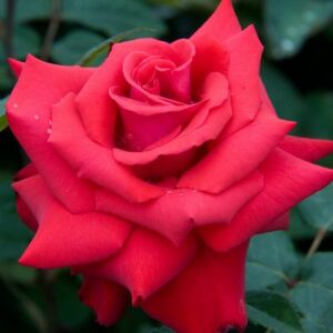 Rosa 'Grande Amore ®' - piros - teahibrid rózsa