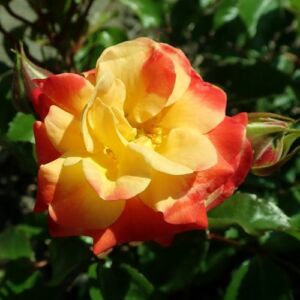 Rosa 'Firebird ®' - sárga - piros - virágágyi floribunda rózsa