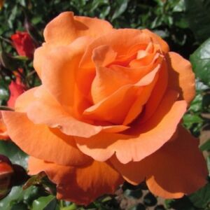 Rosa 'Bright Future' - narancssárga - climber, futó rózsa