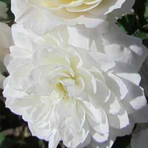 Rosa 'Frothy' - fehér - törpe - mini rózsa