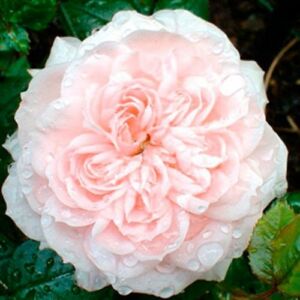 Rosa 'Special Friend' - rózsaszín - törpe - mini rózsa