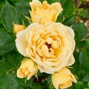 Rosa 'Sweet Memories' - sárga - törpe - mini rózsa