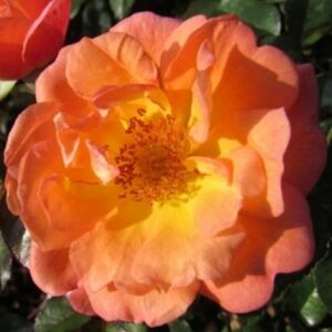 Rosa 'Thank You' - rózsaszín - törpe - mini rózsa