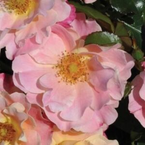Rosa 'Exotic' - rózsaszín - törpe - mini rózsa