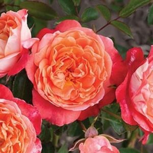 Rosa 'Hippie' - narancssárga - virágágyi floribunda rózsa