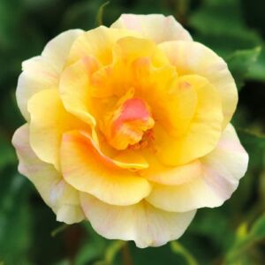 Rosa 'Mellite' - sárga - virágágyi floribunda rózsa