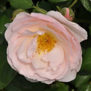 Rosa 'Pear' - rózsaszín - virágágyi floribunda rózsa