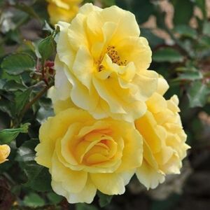 Rosa 'Urban' - sárga - virágágyi floribunda rózsa