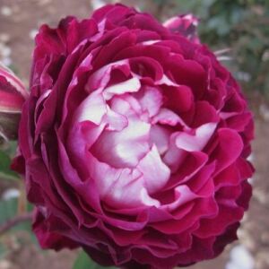 Rosa 'Belle de Segosa' - rózsaszín - fehér - parkrózsa