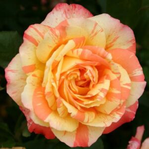 Rosa 'Marvelle' - sárga - narancssárga - teahibrid rózsa