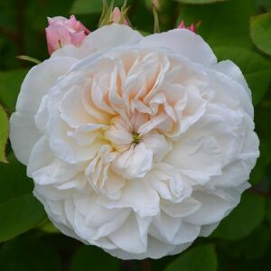 Rosa 'La Tintoretta' - fehér - nosztalgia rózsa