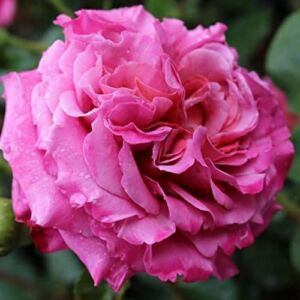 Rosa 'Agnès Schilliger' - rózsaszín - nosztalgia rózsa