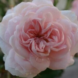 Rosa 'Beatrice Krismer' - rózsaszín - virágágyi grandiflora - floribunda rózsa