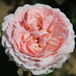 Rosa 'Clara's Choice' - rózsaszín - virágágyi grandiflora - floribunda rózsa