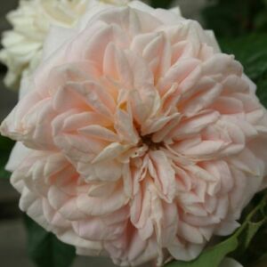 Rosa 'Daisy's Delight' - fehér - nosztalgia rózsa