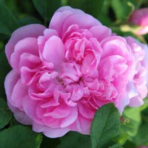 Rosa 'Marbled Gallica' - rózsaszín - parkrózsa