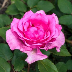 Rosa 'Mr. Darcy' - rózsaszín - virágágyi grandiflora - floribunda rózsa
