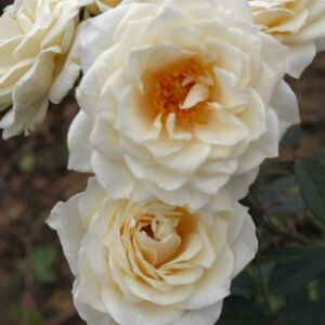 Rosa 'Organdie' - sárga - virágágyi floribunda rózsa