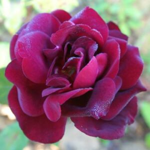 Rosa 'Scarman's Velvet China' - vörös - teahibrid rózsa
