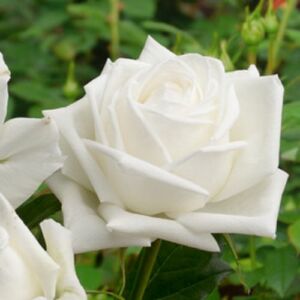 Rosa 'Lina ™' - fehér - nosztalgia rózsa