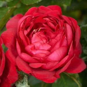 Rosa 'Capricia™' - piros - nosztalgia rózsa