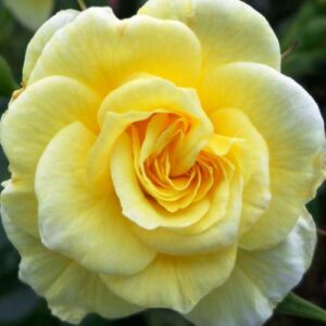 Rosa 'Summertime' - sárga - climber, futó rózsa