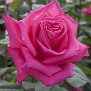Rosa 'Lolita Lempicka ® Gpt.' - rózsaszín - climber, futó rózsa