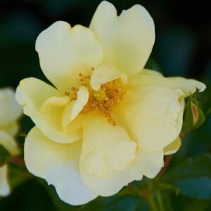 Rosa 'Celina' - sárga - talajtakaró rózsa