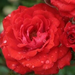 Rosa 'Alberich' - vörös - virágágyi polianta rózsa